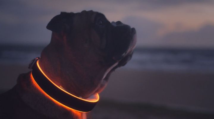 Buddy: New Smart Collar For Your Dog